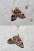 Idia calvaria